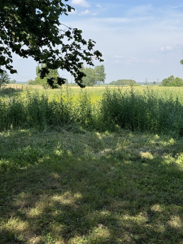 Działka Sprzedaż Przychojec 1